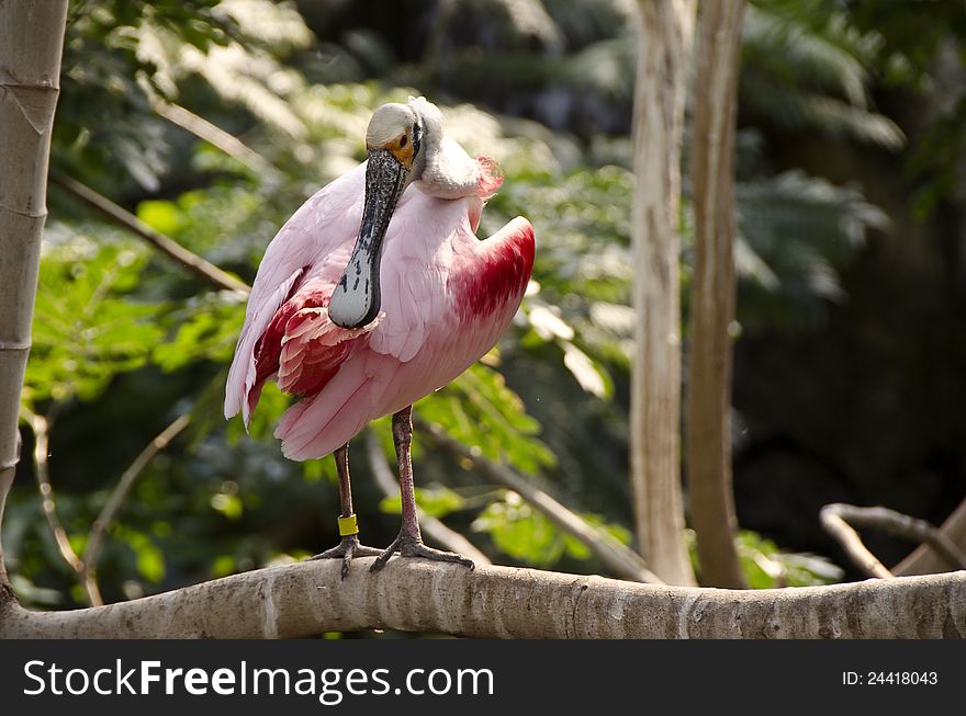 Roseate spoonbill perched on a tree preening itself
