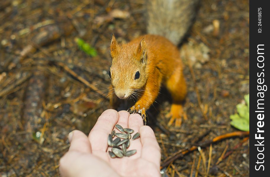 The squirrel eats from a hand. The squirrel eats from a hand