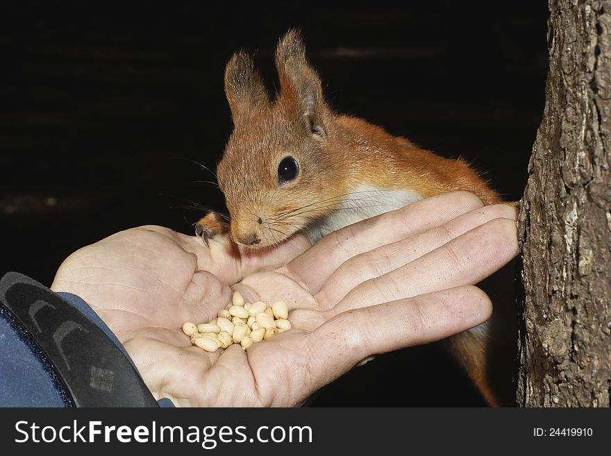 The squirrel eats from a hand. The squirrel eats from a hand