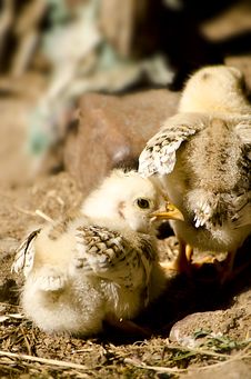 Chicks In The Farmyard Royalty Free Stock Photo