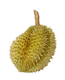 Durian Fruit Stock Image Durian Fruit Stock Image