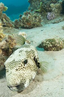 Puffer Fish Stock Images Puffer Fish Stock Images