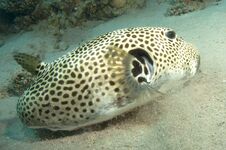 Puffer Fish Royalty Free Stock Image Puffer Fish Royalty Free Stock Image