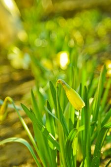 Narcissus Royalty Free Stock Images Narcissus Royalty Free Stock Images