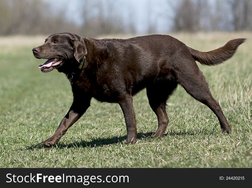 A mature Chocolate Labrador Retriever on a daily walk in the country maintains a healthy weight through daily exercise. A mature Chocolate Labrador Retriever on a daily walk in the country maintains a healthy weight through daily exercise.