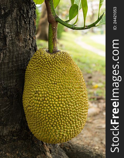 Jackfruit On Tree