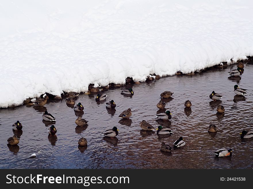 Wild Ducks Floating In A Lake