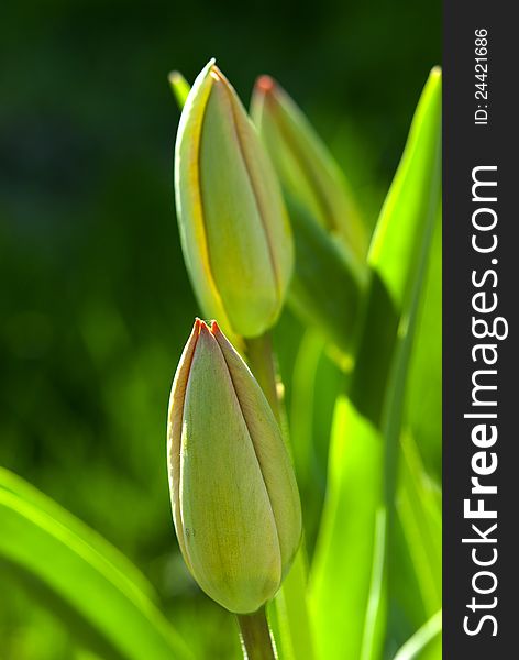 Unopening up buds of tulips. Unopening up buds of tulips.