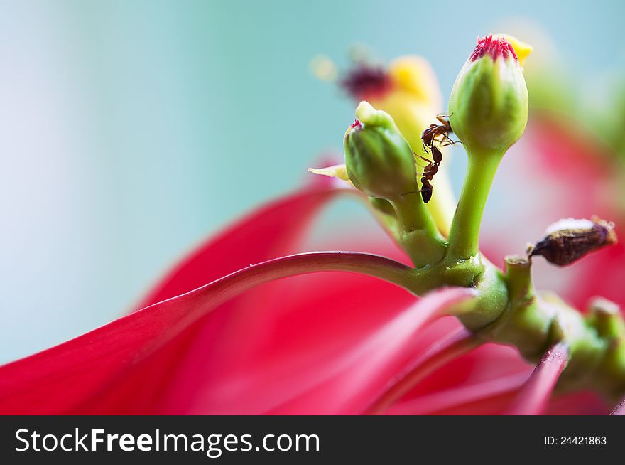 Two ants kissing each other on a beautiful red flower. Two ants kissing each other on a beautiful red flower