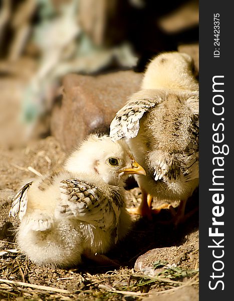 Small chicks warming in the sun in the farmyard. Small chicks warming in the sun in the farmyard