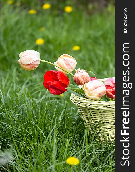 Bouquet of tulips in wicker basket