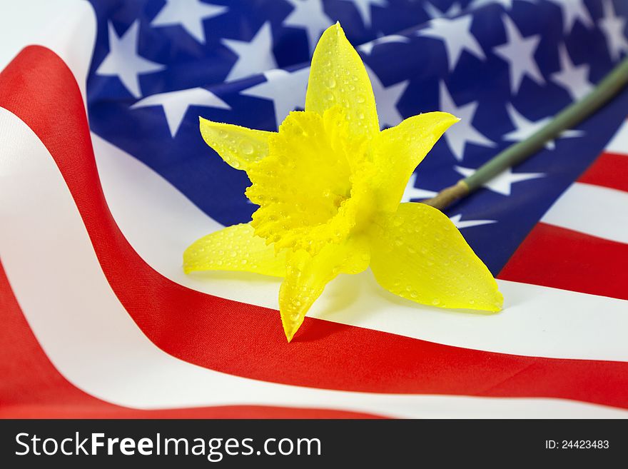 Daffodil on American Flag