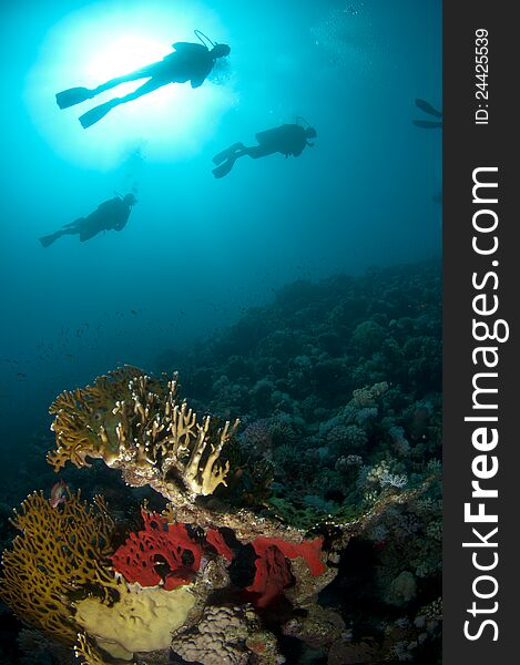 Silhouetted scuba divers on coral reef