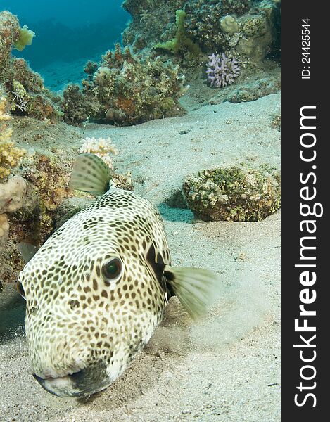 Giant puffer fish in the ocean