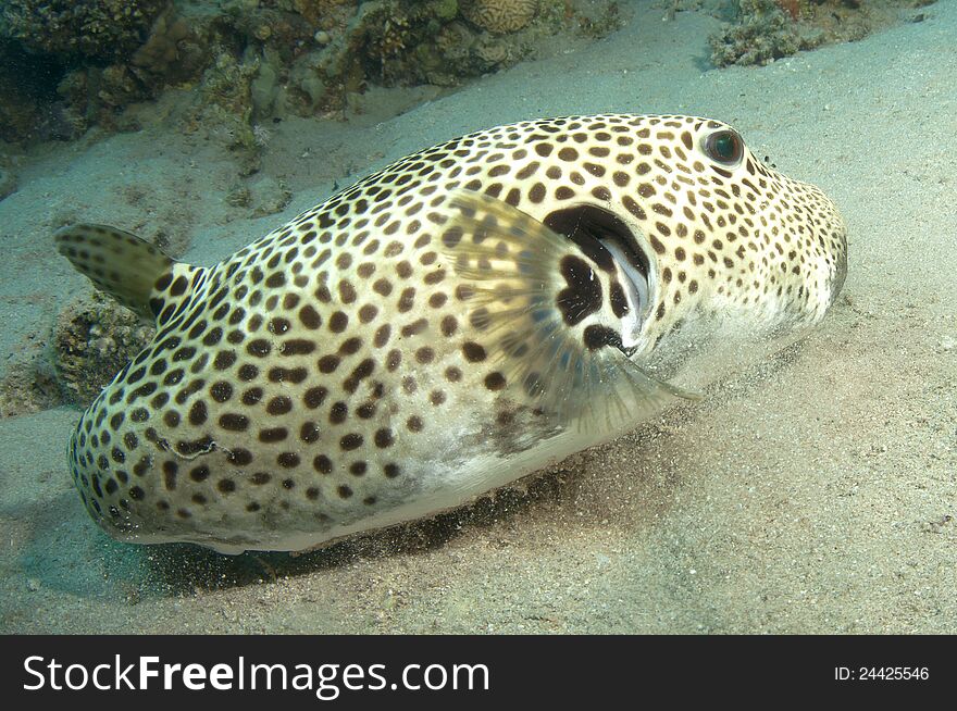 Giant puffer fish in the ocean