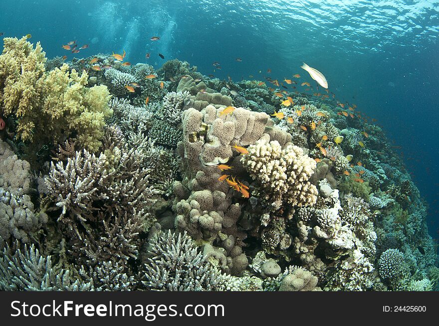 Healthy, vibrant color in the coral reef. Healthy, vibrant color in the coral reef