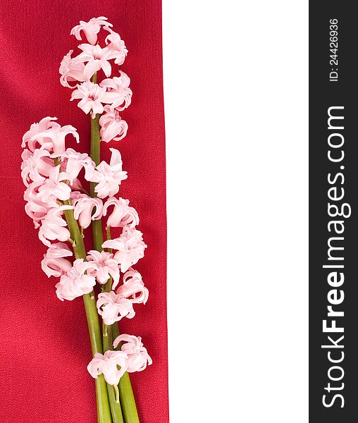 Pink hyacinth on the red silk, isolated on white background. Pink hyacinth on the red silk, isolated on white background