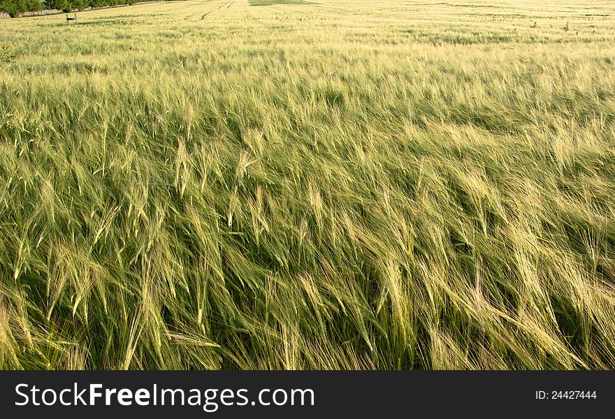 An field of wheat during the autumn seasson