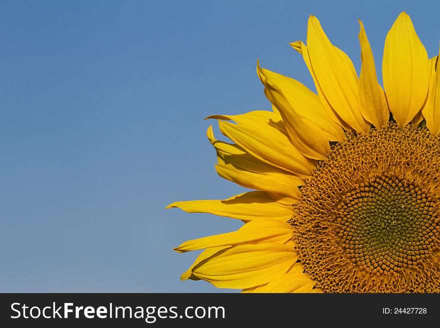 Sunflower With Blue Sky