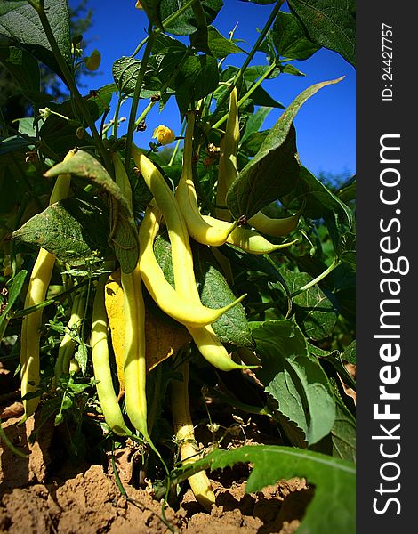 Yellow pods in the field