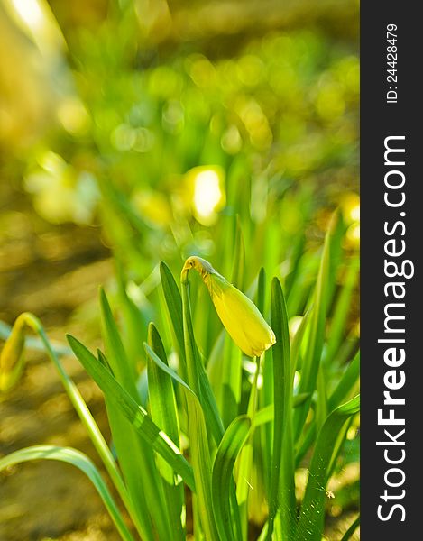 Narcissus in the spring garden