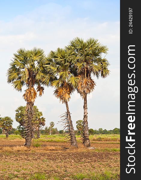 Three of sugar palm trees , the tropical friut