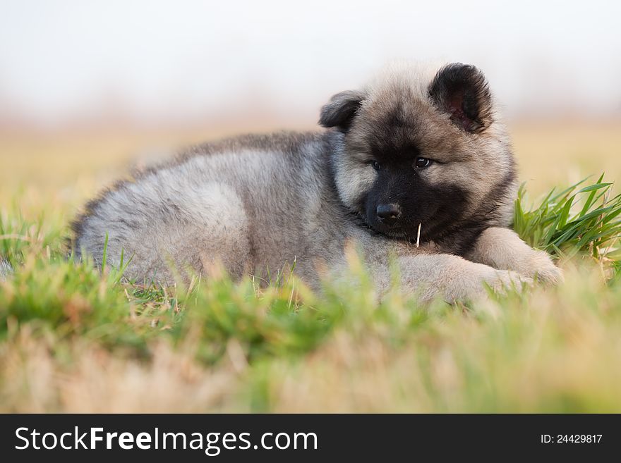 Eurasian Puppy Lying In The Grass