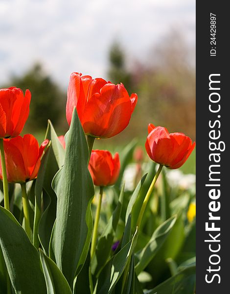 Red beautiful tulips field in spring time