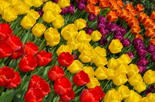 Pretty Tulip Rows Royalty Free Stock Image Pretty Tulip Rows Royalty Free Stock Image