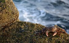 Tropical Crab Stock Image