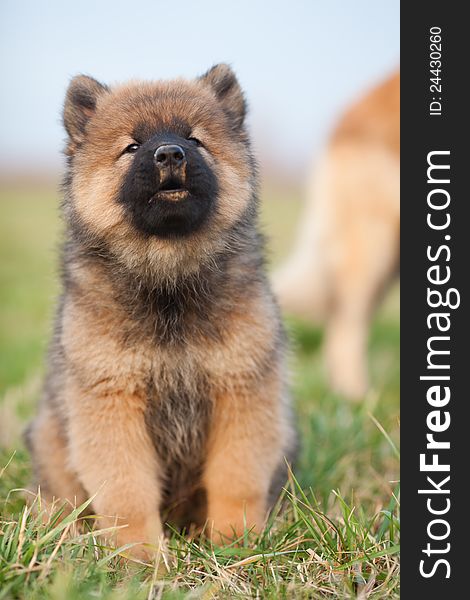 Portrait of a cute Eurasian puppy. Portrait of a cute Eurasian puppy