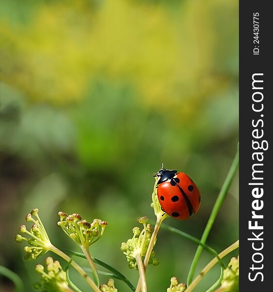 Ladybird On A Grass