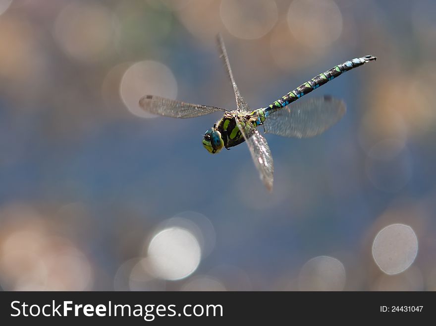 Flying dragonfly with bokeh lights in the background