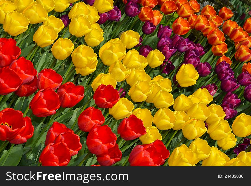 Colorful rows of spring tulips. Colorful rows of spring tulips