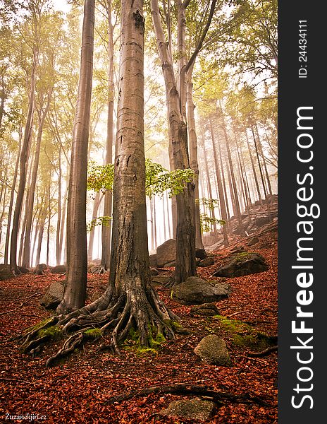 Beech Forests In The Fall
