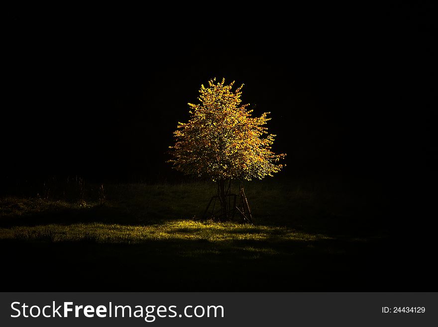 Gold tree at cottage in the landscapes. Gold tree at cottage in the landscapes.