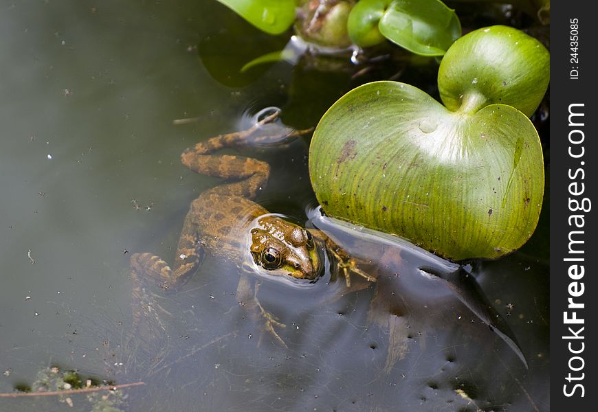 Frog with plants in water pond