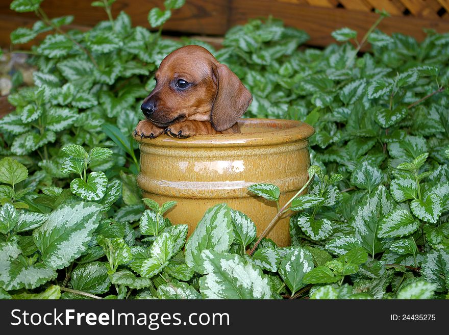 A red dachshund puppy peeking over the edge of a mustard colored flower pot amongst foliage. A red dachshund puppy peeking over the edge of a mustard colored flower pot amongst foliage