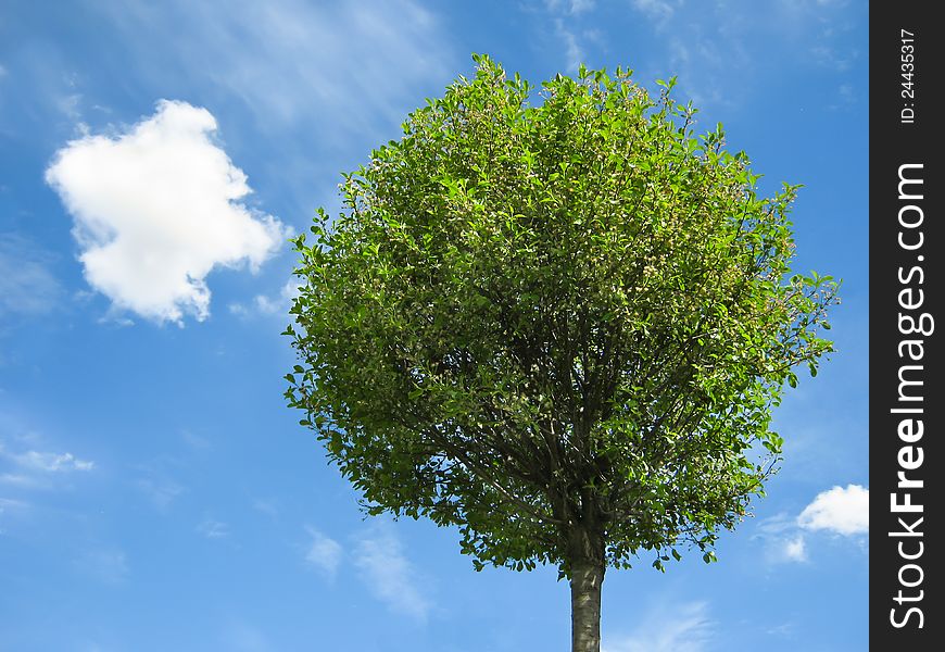 Fresh green tree on a sunny day, with blue sky and white clouds on background. Fresh green tree on a sunny day, with blue sky and white clouds on background