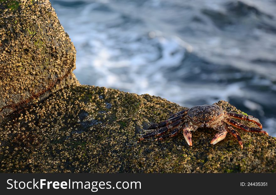 Closeup for tropical crab on coast rock
