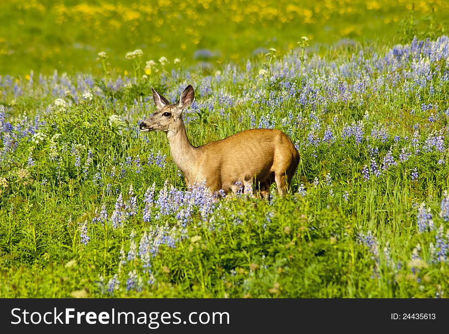 Mule deer with babies in a field of flowers. Mule deer with babies in a field of flowers.