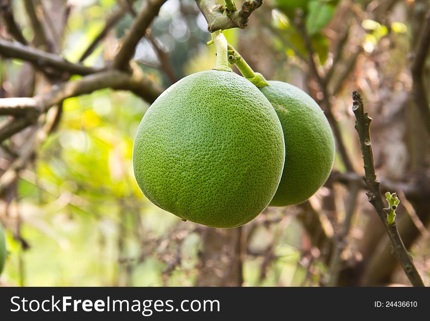 Bunch of grapefruit green on tree