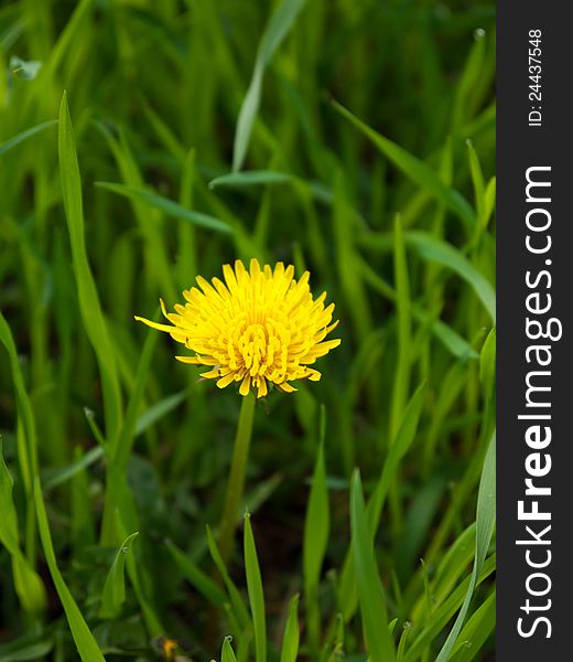 Firstd dandelion flower to appear in the spring grass. Firstd dandelion flower to appear in the spring grass