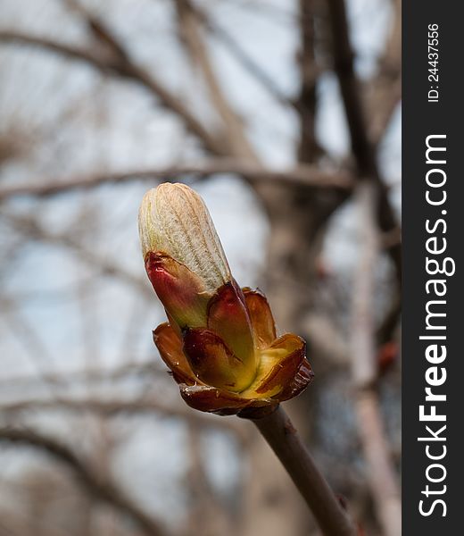 A chestnut tree's bud is starting to bloom. A chestnut tree's bud is starting to bloom.