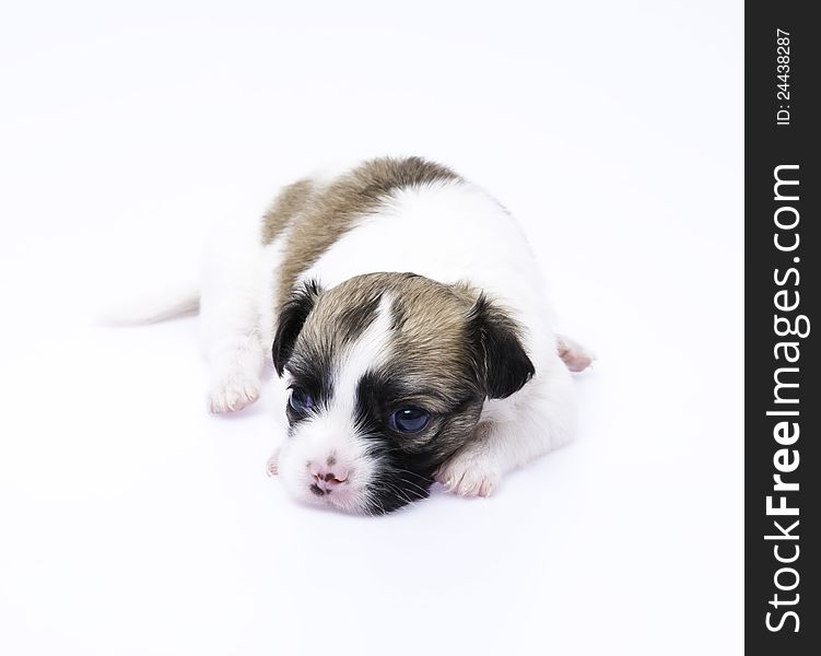 Isolated Chihuahua puppy in white background. Isolated Chihuahua puppy in white background