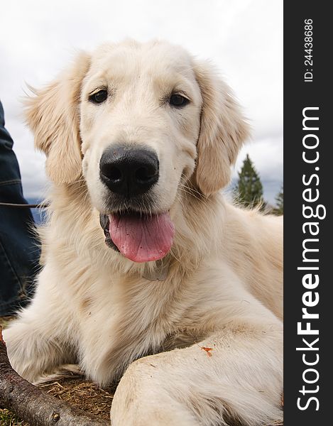 Happy Golden retriever puppy