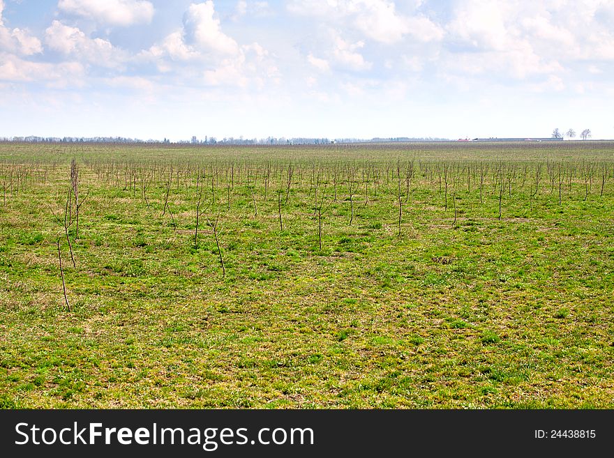 Field with seedlings of fruit trees cloudy weather