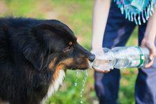 Girl Gives A Dog To Drink Stock Photography Girl Gives A Dog To Drink Stock Photography
