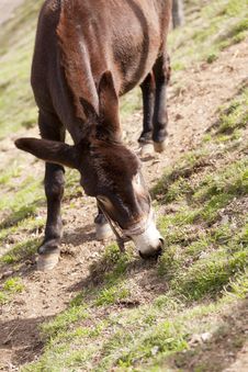 Catalan Donkey Stock Photo Catalan Donkey Stock Photo