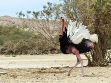Male Of African Ostrich &x28;Struthio Camelus&x29;, Israel Stock Image Male Of African Ostrich &x28;Struthio Camelus&x29;, Israel Stock Image